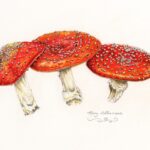Painting Of Mushrooms
